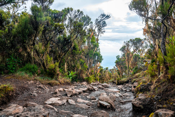 Beautiful landscape of Tanzania and Kenya from Kilimanjaro mountain.