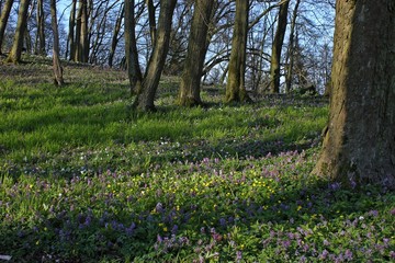 Wald mit blühendem Lerchensporn (Corydalis cava).