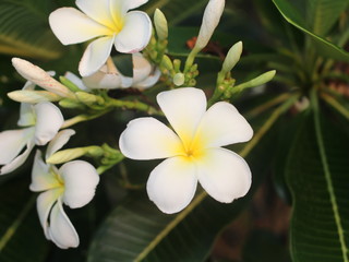 Tropical flower frangipani(plumeria) 