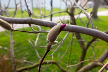 red flower bud on the tree