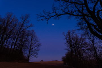 trees at night © Marcinwarmia