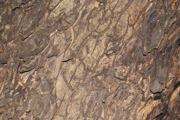 Tree bark  Colors are natural