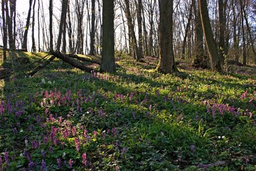 Obraz premium Wald mit blühendem Lerchensporn (Corydalis cava).