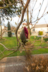 red flower bud on the tree
