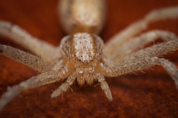 spider on a sand background