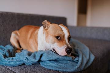 
Adorable brown dog breed American Stafford Terrier is lying on the bed