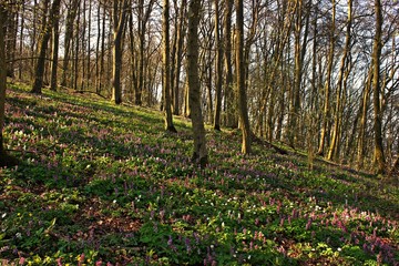 Wald mit bl&uuml;hendem Lerchensporn (Corydalis cava).