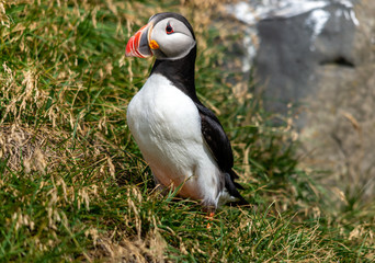 The Atlantic puffin, also known as the common puffin