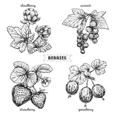 Set of hand drawn berries isolated on white background. Strawberry, cloudberry, gooseberry, currant, on white background. Fruit botany illustration.