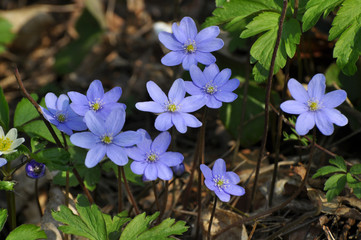 In spring, the Hepatica nobilis blooms in nature.