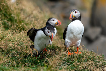 The Atlantic puffin, also known as the common puffin