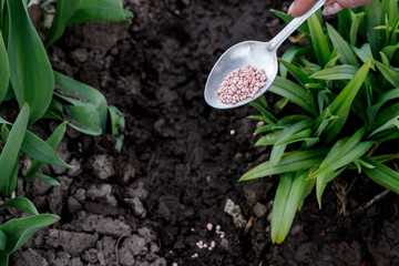 Male hand giving Urea plant fertilizer on ground