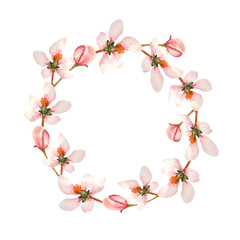 Watercolor wreath of cherry or apricot flowers on a white background. Delicate round frame of sakura flowers.
