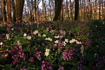 Fototapeta premium Wald mit blühendem Lerchensporn (Corydalis cava).