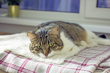A tabby domestic cat with a white breast and green eyes lies on a soft plaid against a window. The concept of a cozy pet