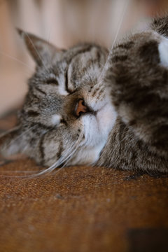 sleepy kitty