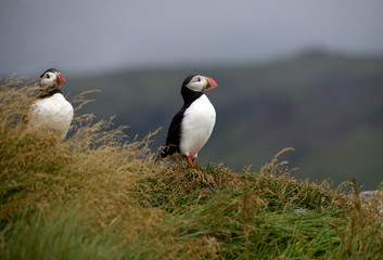 The Atlantic puffin, also known as the common puffin