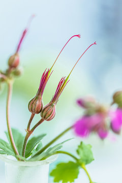 Close up of Geranium sylvaticum (wood cranesbill) seeds capsules