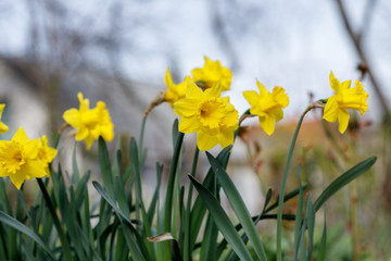 Yellow Narcissus - daffodil on a green background. Spring flower daffodil narcissus , close-up in...