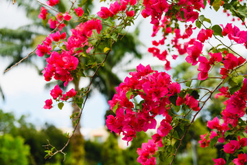 Bougainvillea bright pink flowers bush close up