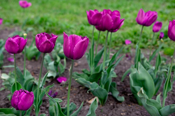 Obraz premium Lilac tulips growing in a flowerbed of a park. Spring flowers in the park on the flowerbed