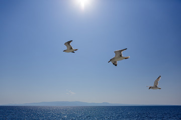 Fototapeta na wymiar Seagulls, cruise to Mount Athos, Greece