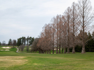 Fototapeta na wymiar trees in park in spring