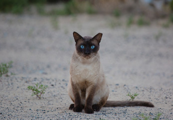 Close-up of Birman cat's face, 5 months old