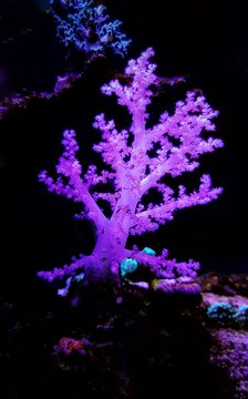 Pink Dendronephtya Soft coral in isolated scene image