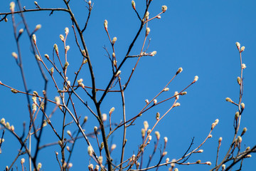 Young tree buds close-up on sunny spring day blue sky background. New leaves growing on branches. Positive life time