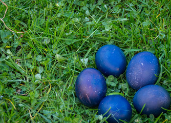 blue easter eggs in the grass