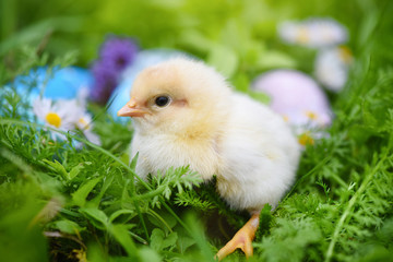 Little chicken with colorful painted Easter eggs on green grass