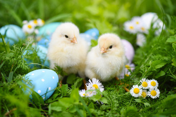 Little chickens with colorful painted Easter eggs on green grass