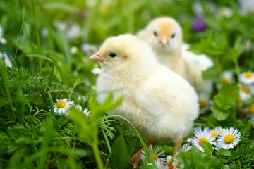 Little chickens on green grass with daisies