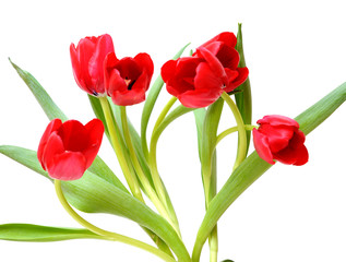  red tulips