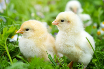 Little chickens on green grass with daisies