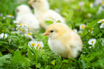 Little chickens on green grass with daisies