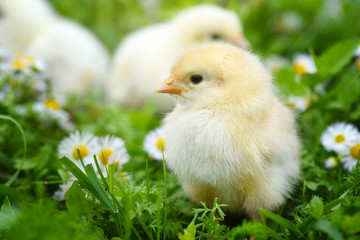Little chickens on green grass with daisies