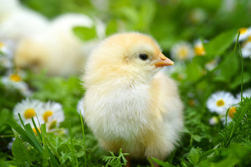 Little chickens on green grass with daisies