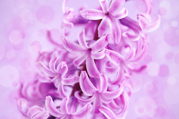 Pink hyacinth with drops of water on pink background