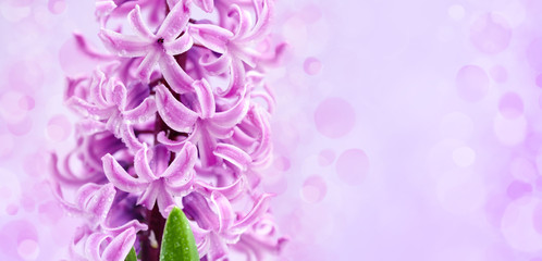 Pink hyacinth with drops of water (with space for your text) on pink background