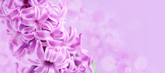 Fototapeta premium Pink hyacinth with drops of water (with space for your text) on pink background
