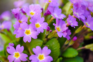 Spring flowers of Primula juliae (Julias Primrose) or purple primrose with dew drops in the spring garden.