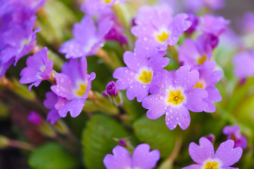 Spring flowers of Primula juliae (Julias Primrose) or purple primrose with dew drops in the spring garden.