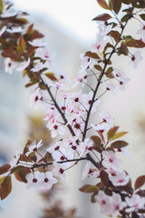 Branch of a blossoming cherry in the spring.