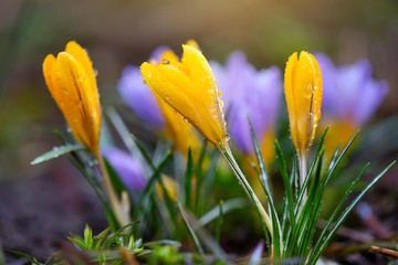 Fototapeta premium The yellow crocuses family with dew drops, spring crocus