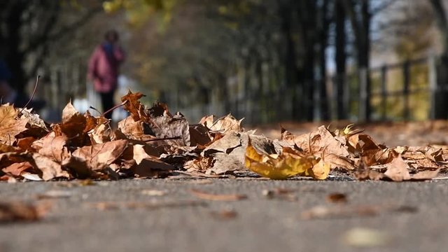 ellow dry maple leaves lie on the asphalt path, the wind drives the leaves, in the background a man moves.