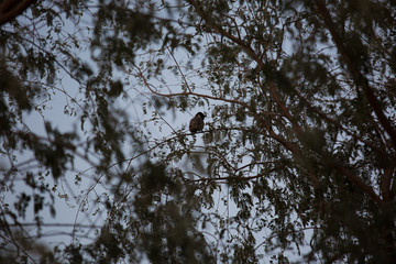 Sparrow on a branch in the spring.