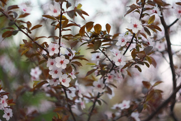 Branch of a blossoming cherry in the spring.