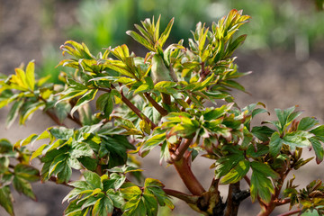 Peony plant in spring garden yet to bloom